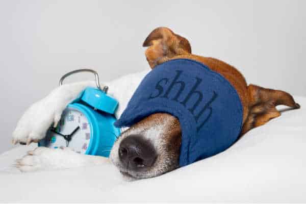 Instead of a tired mom, this is a picture of a sleeping dog.  He is acting like his exhausted mom with an eye mask that says shhh and a paw drapped over a blue alarm clock. 