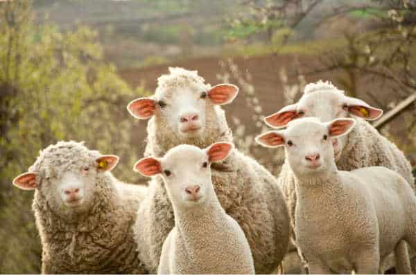 a bunch of sheep looking inquisitively at the camera