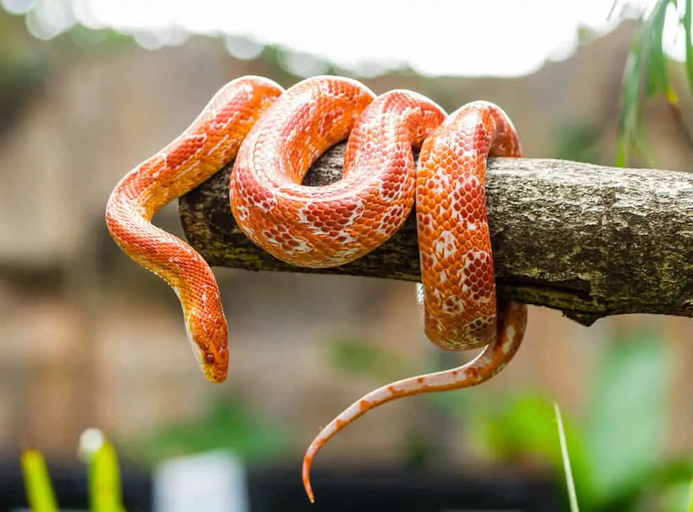 When God's kids complained about his cooking, He sent firey serpents among them.  This is an orange snake wrapped around a pole. 