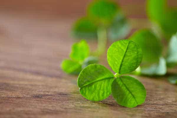 leaf clover on wood background like what St Patrick used to share the faith lesson about the trinity with the people of Ireland