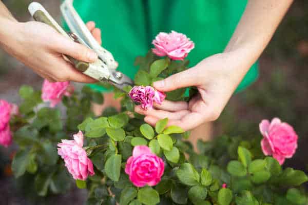 Woman pruning pink rose bush as an example of how to simplify your family schedule